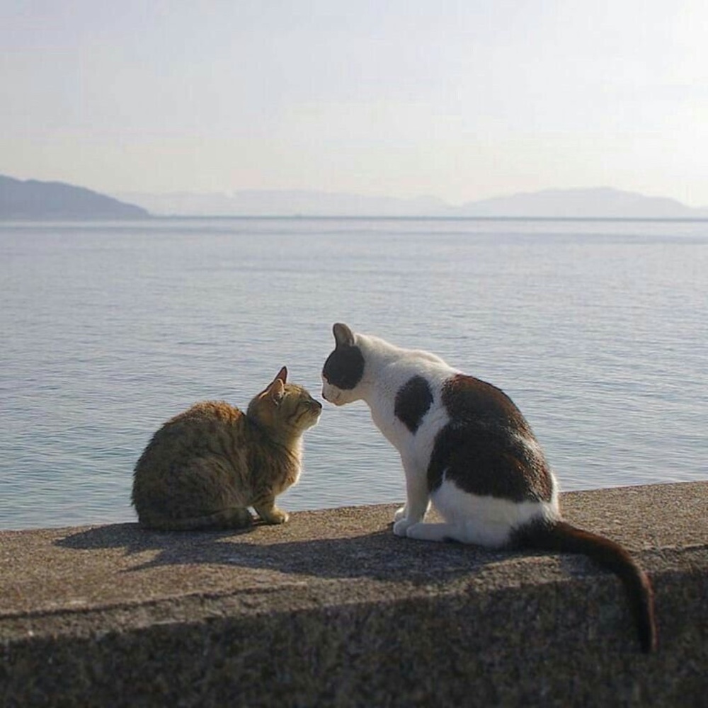 Meet your Posher, Bella